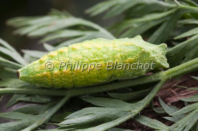 papilio machaon chrysalide.JPG - Chrysalide de machaonPapilio machaonLepidoptera, PapilionidaeMorbihan, France
